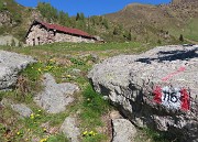 Festa di  fiori sui sentieri per la FORCELLA ROSSA da San Simone-Baita Camoscio – 21magg26 - FOTOGALLERY